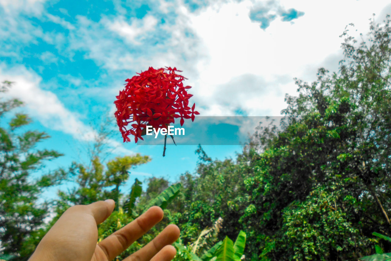 Cropped hand catching red flowers against sky