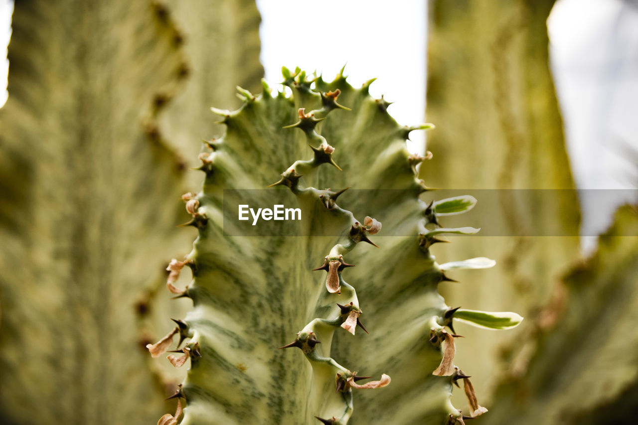 Close-up of cactus plant
