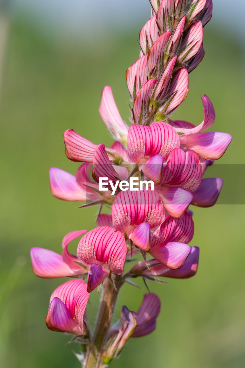 Close up of a common sainfoin flower in bloom
