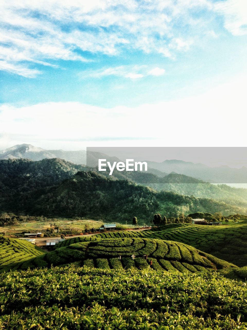 Scenic view of agricultural field against sky