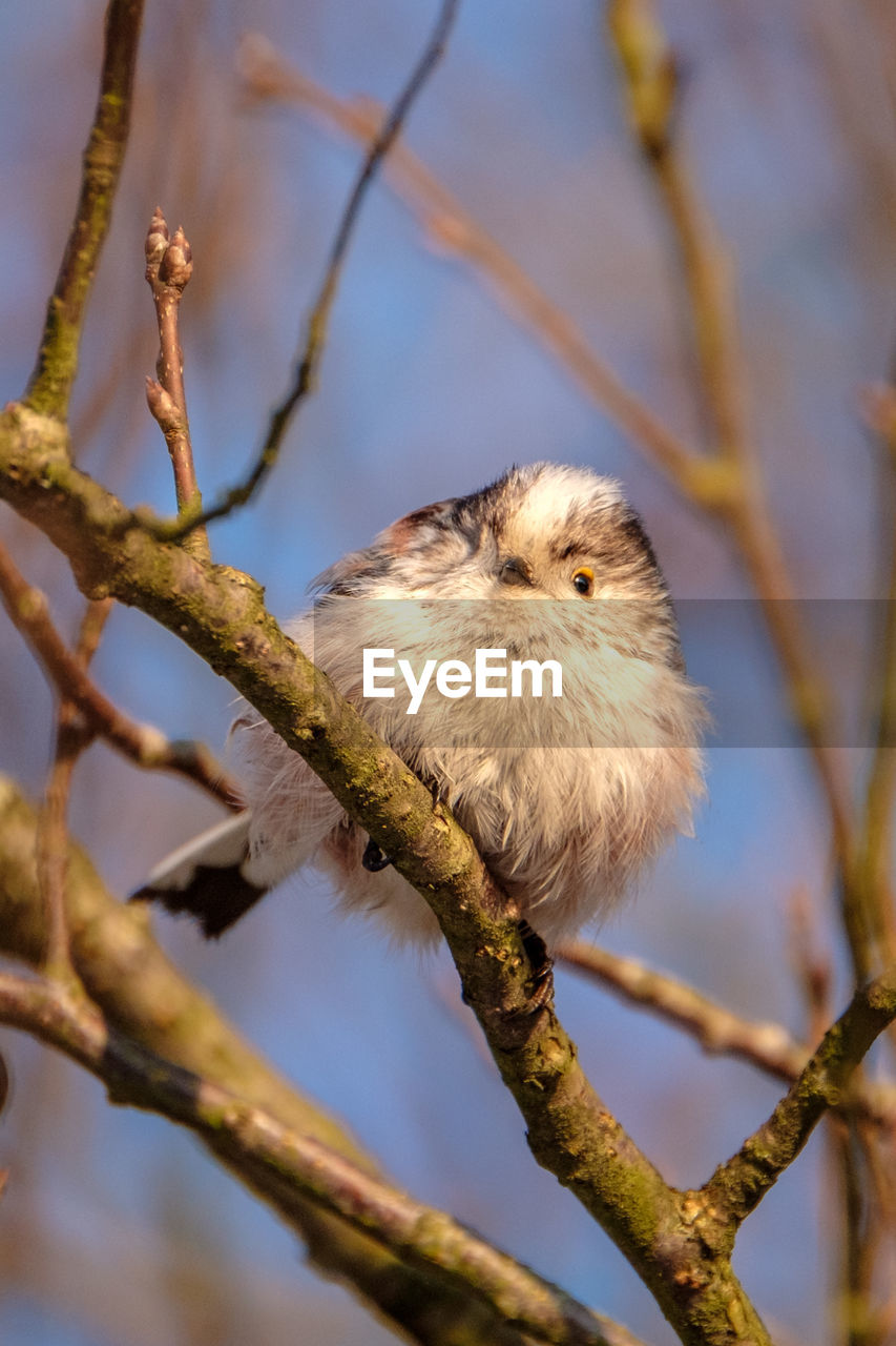 LOW ANGLE VIEW OF BIRD PERCHING ON TREE