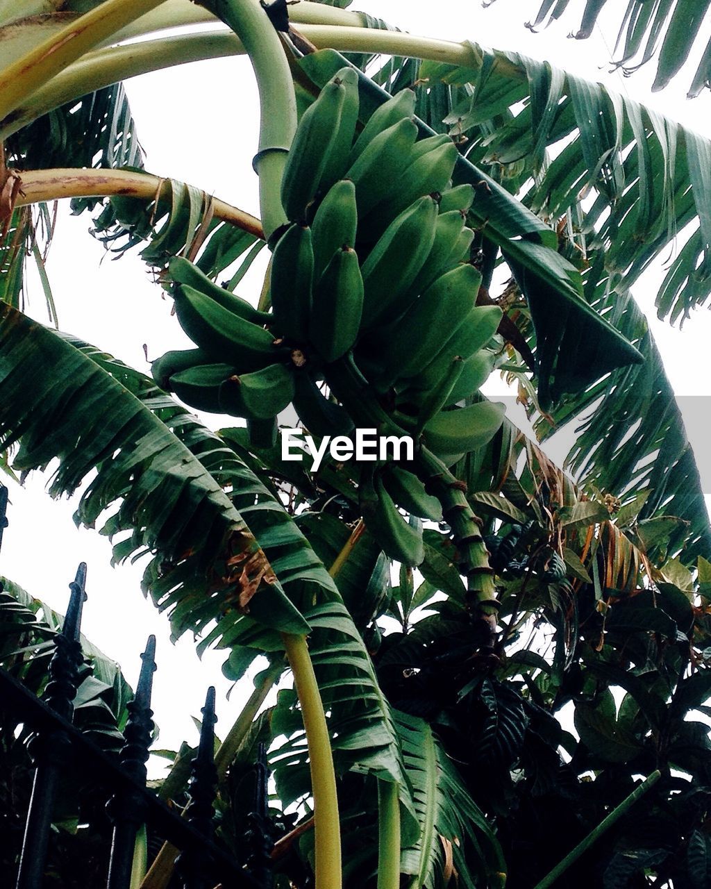 Close-up of tree and plants 