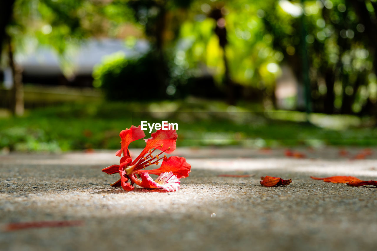Close-up of maple leaf on road
