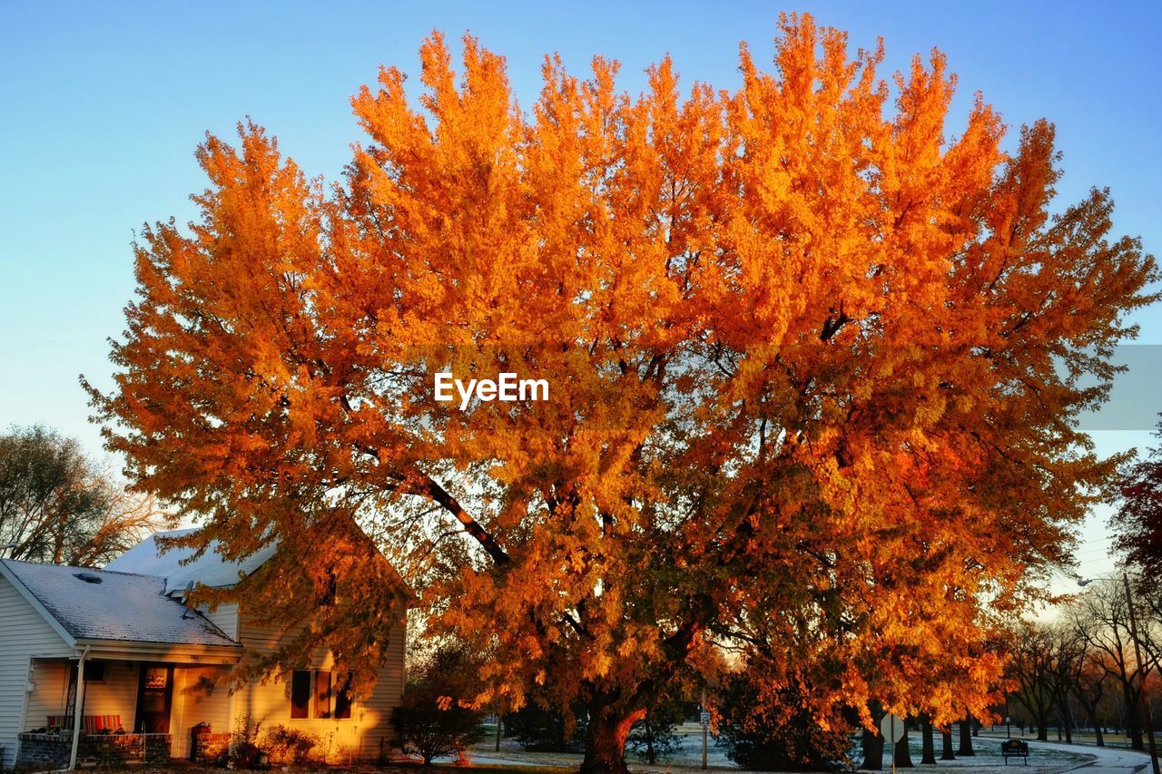 Huge autumn tree against blue sky