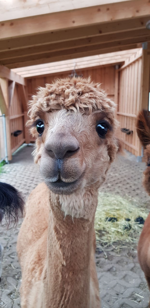 Close-up portrait of a alpaca 