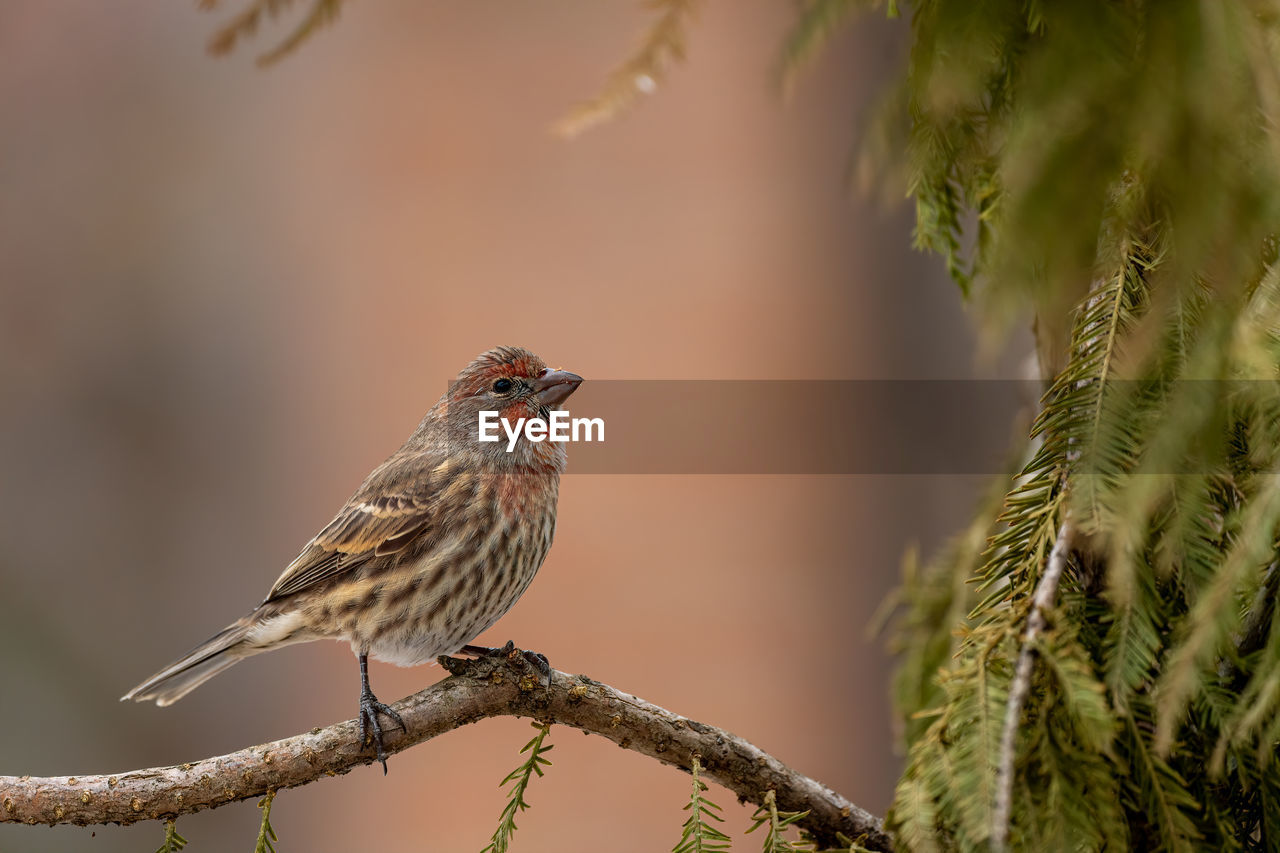 CLOSE-UP OF BIRD PERCHING ON A TREE