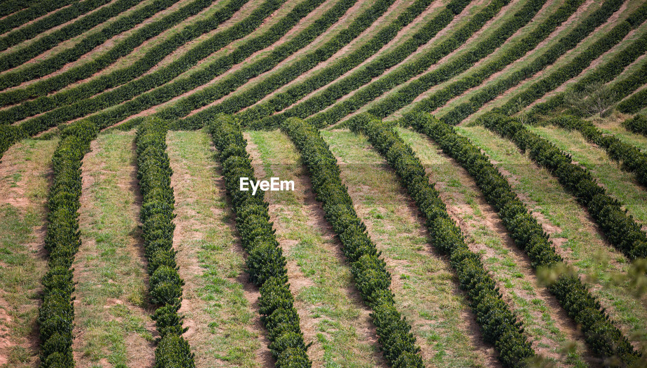 High angle view of coffee field