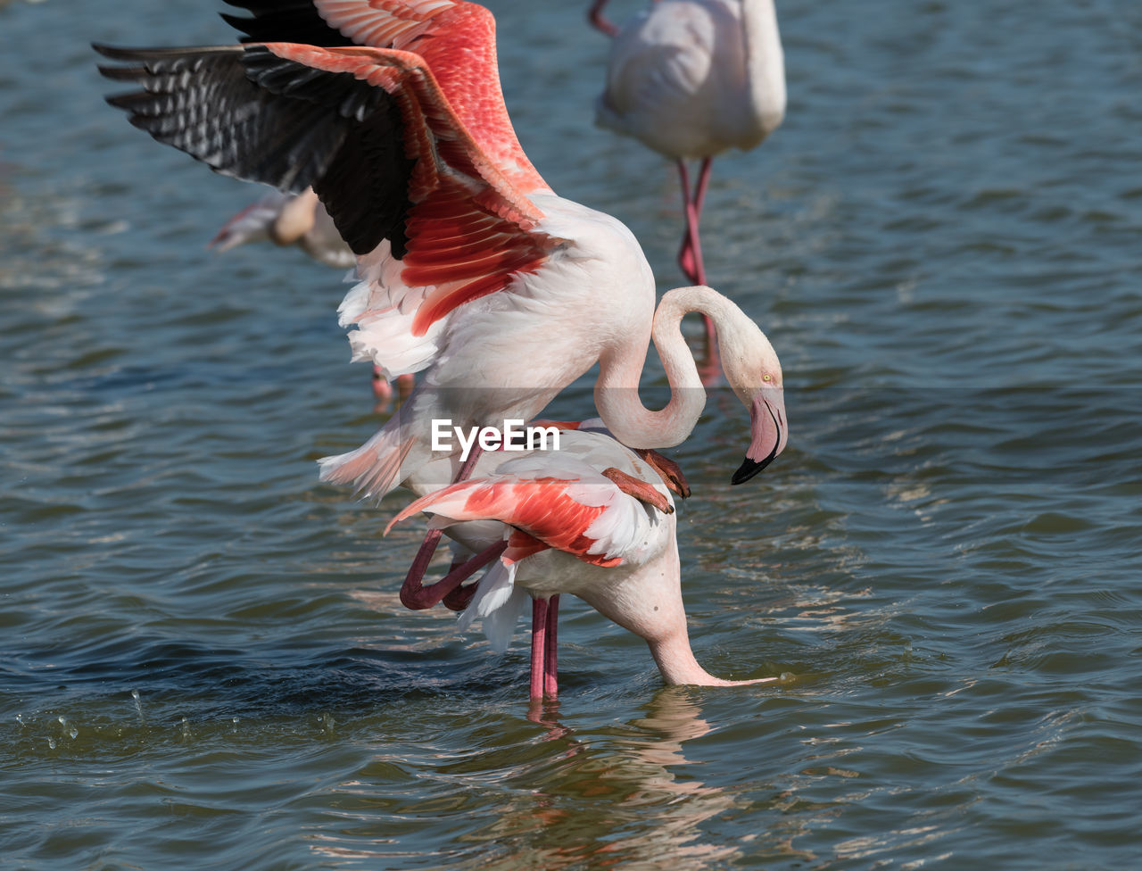 Flamingos mating