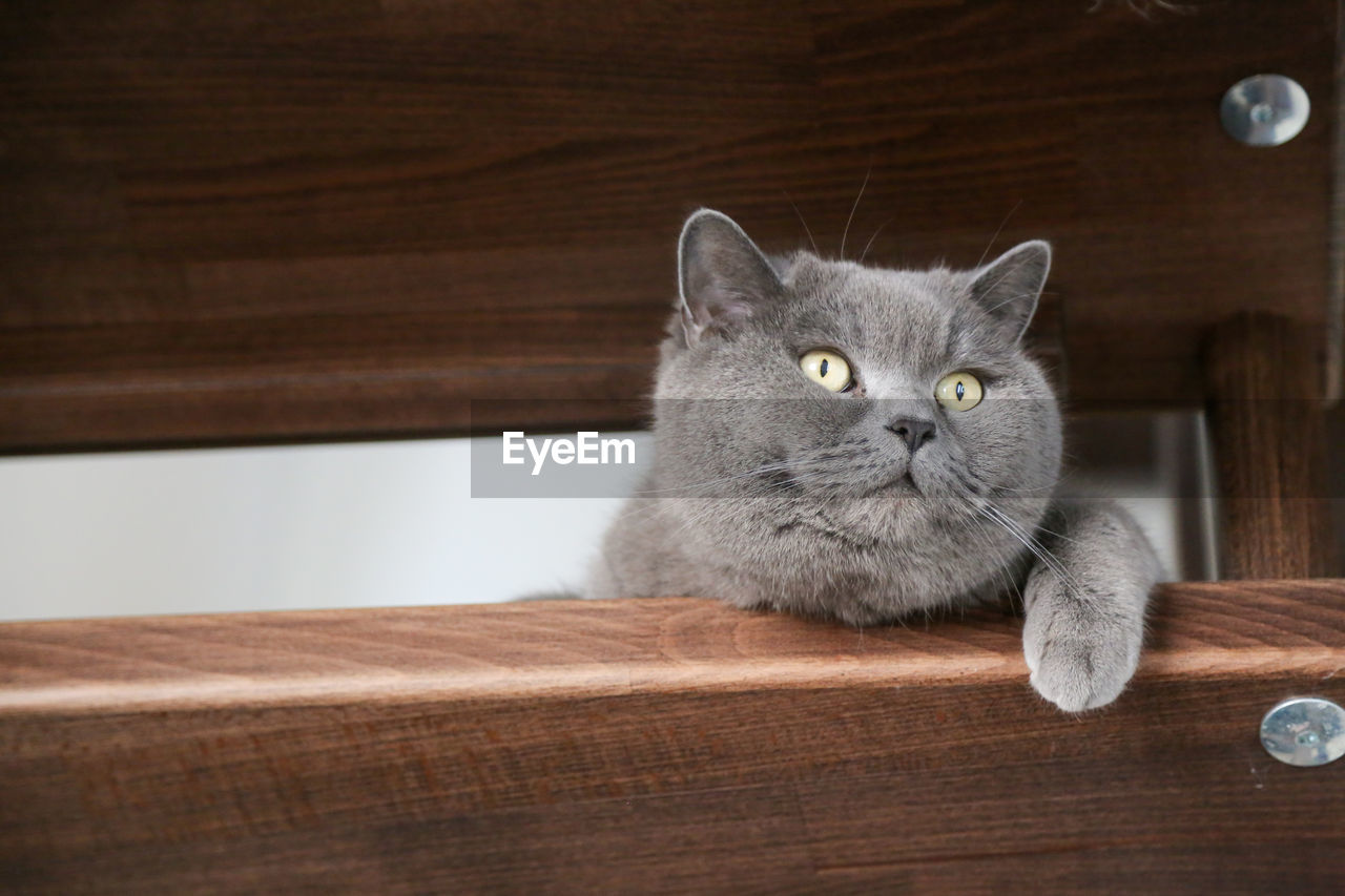 British shorthair cat watching through brown steps of stairs