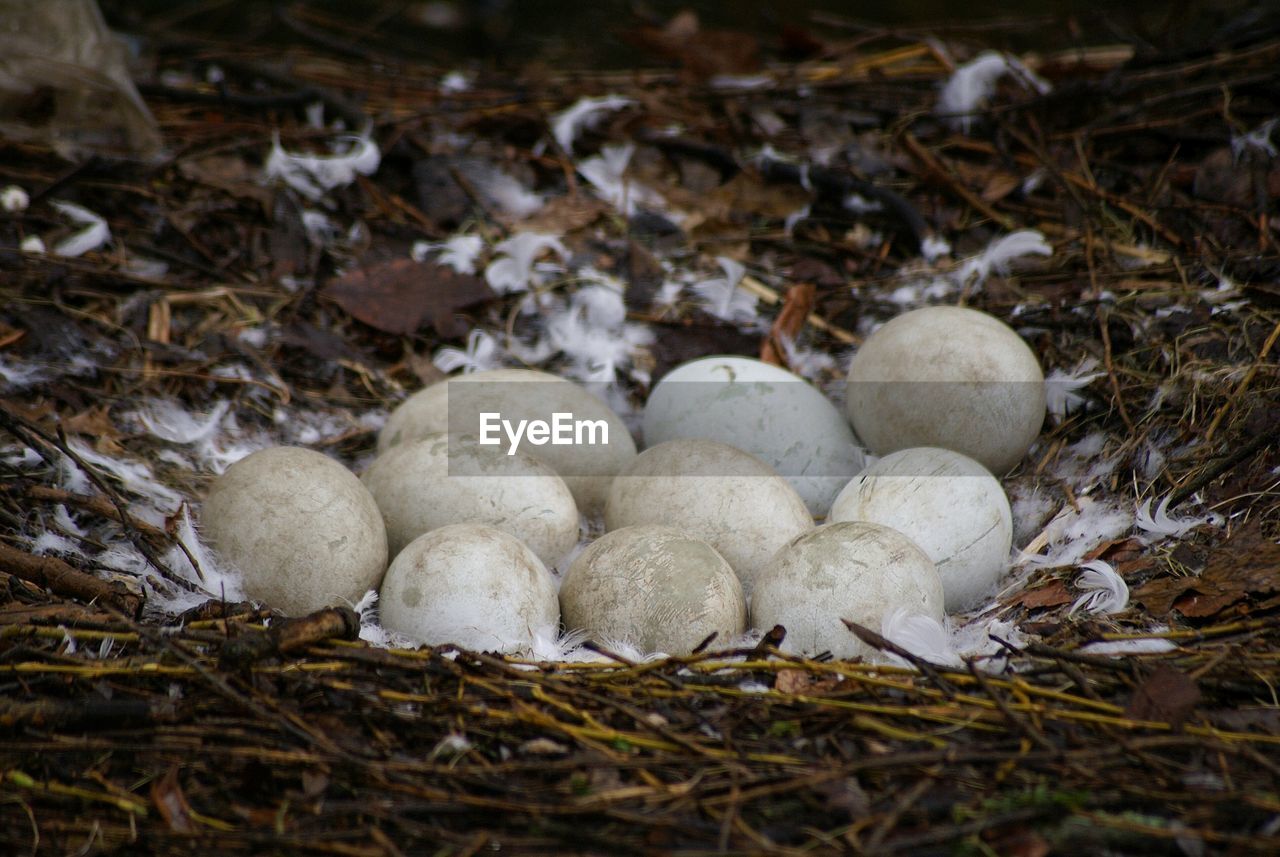 Close-up of eggs in nest