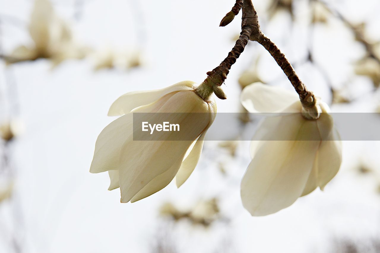 Close-up of white flowering plant