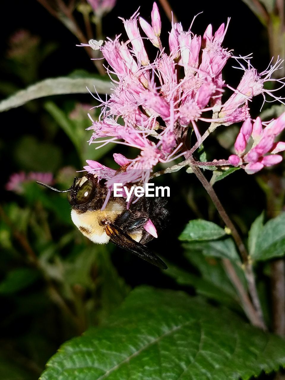 BEE POLLINATING ON PURPLE FLOWER