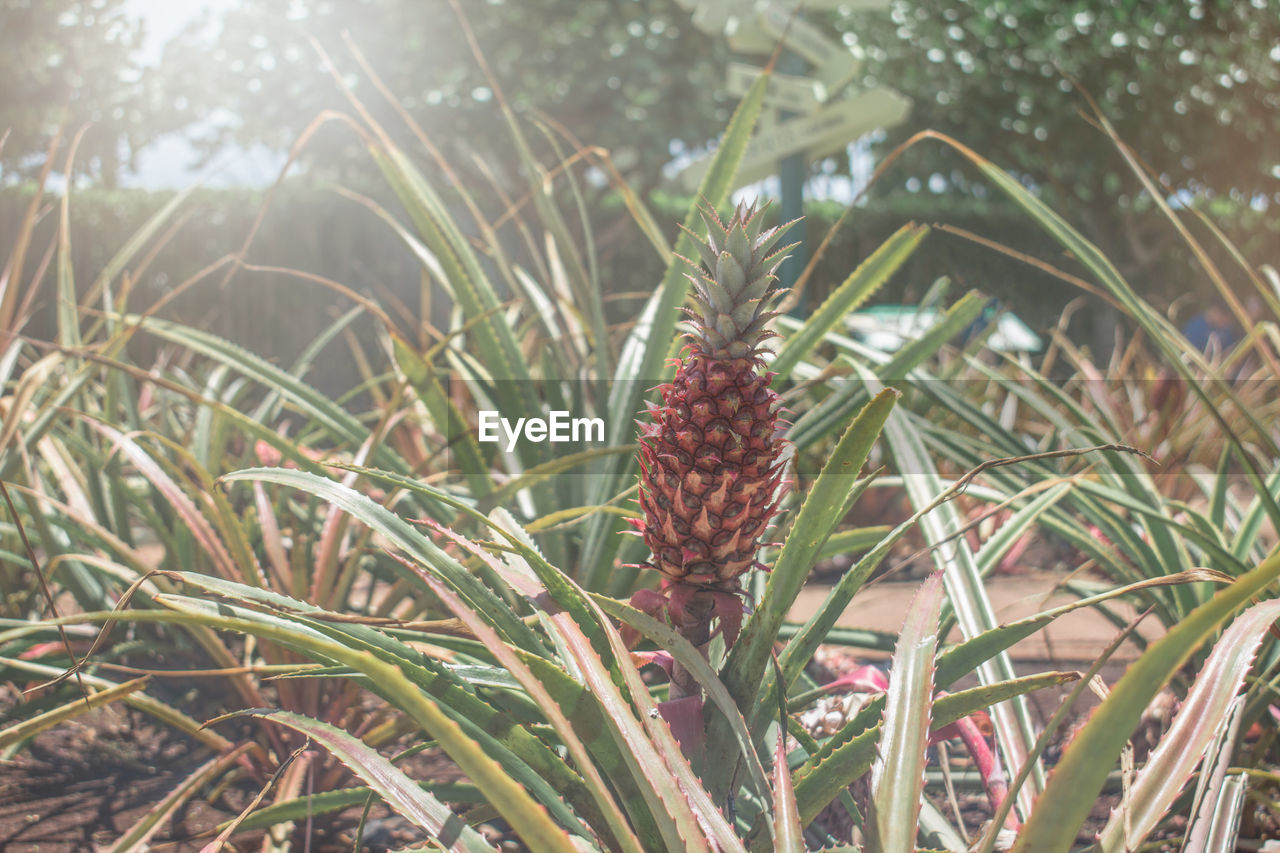 Close-up of pineapple growing in farm