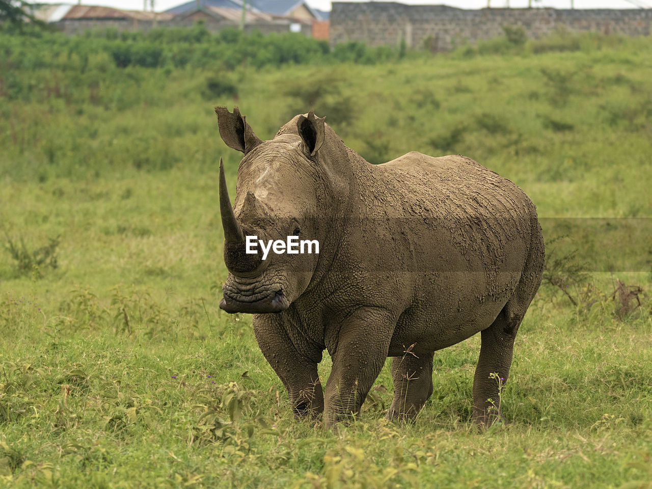 A rhino seen very close to human settlement 