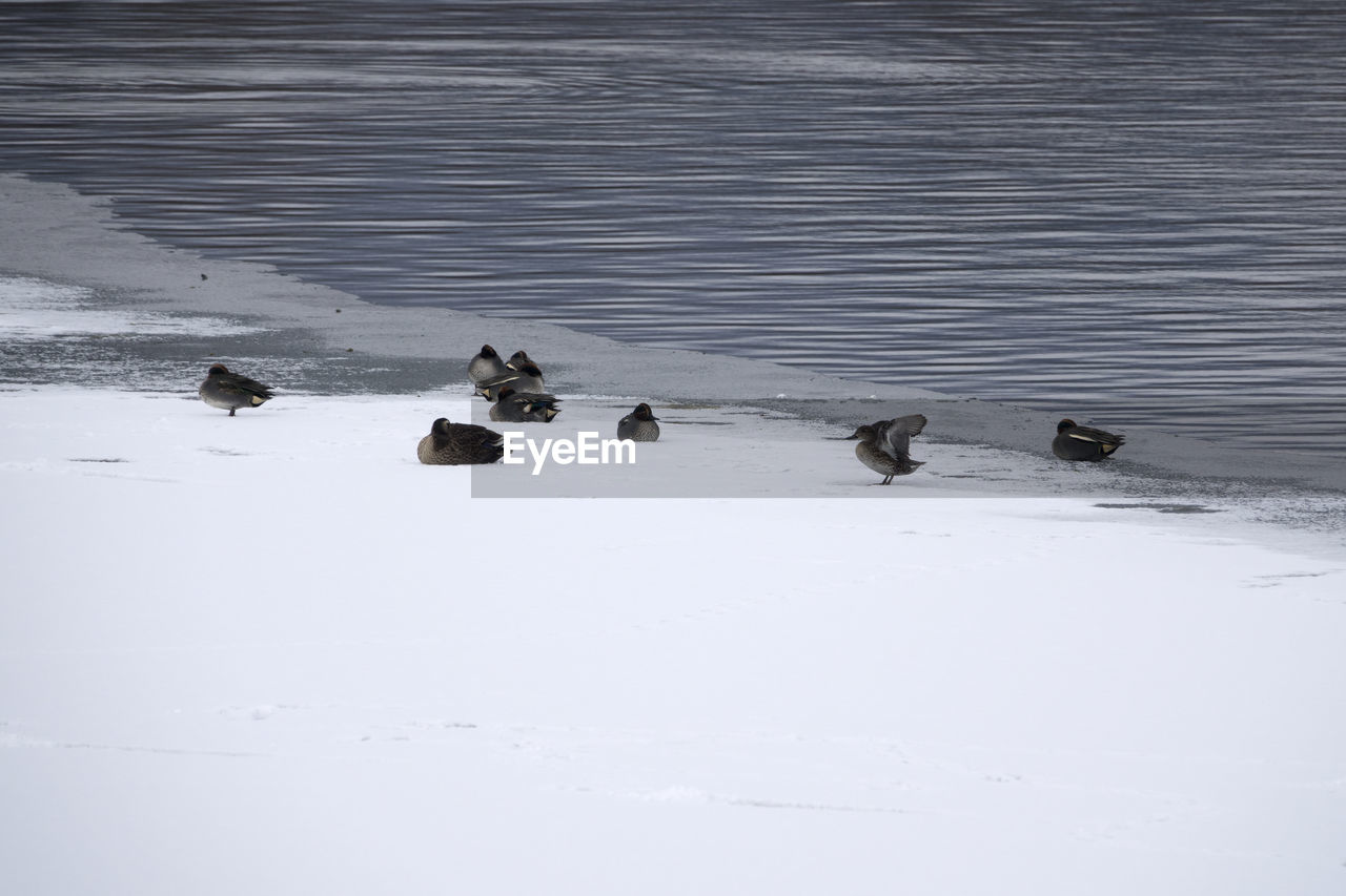 Birds swimming in lake during winter