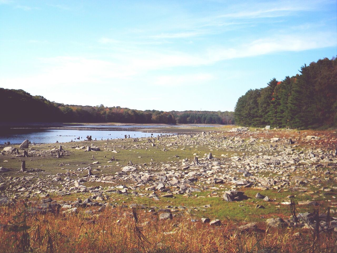 Landscape with riverbank and forest