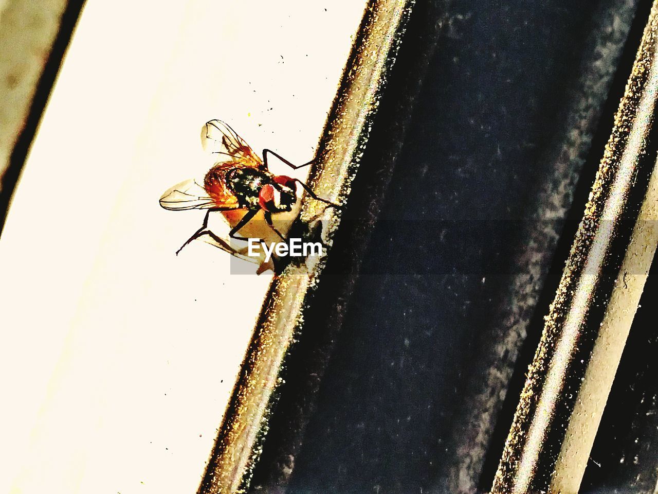 CLOSE-UP OF SPIDER ON WEB