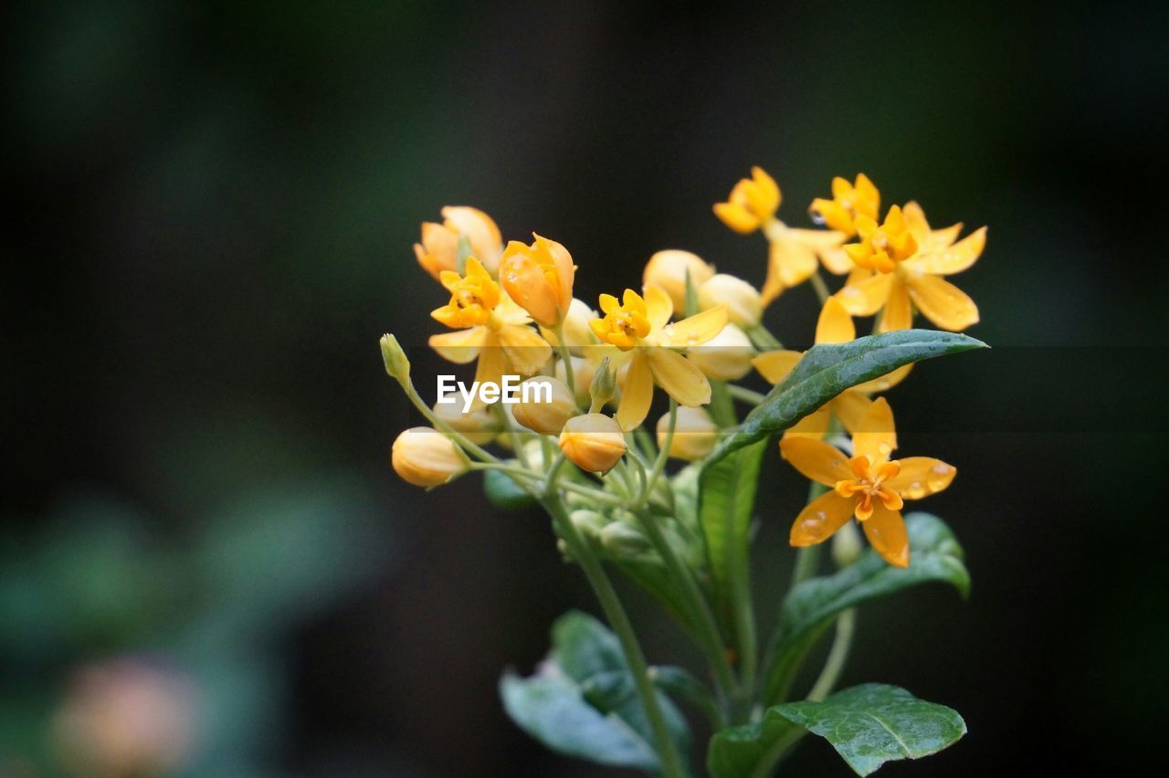 Close-up of yellow flowers blooming outdoors