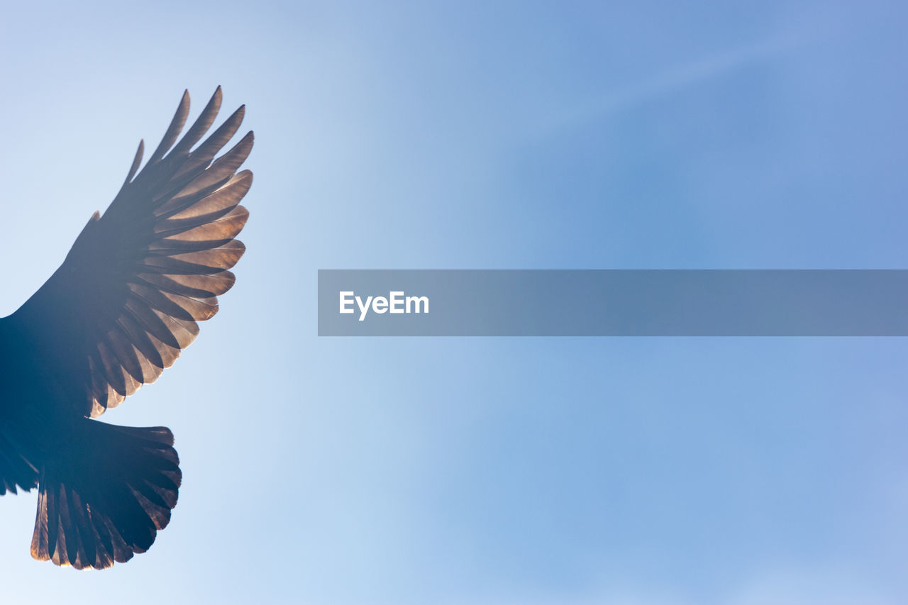 LOW ANGLE VIEW OF BIRD FLYING AGAINST CLEAR SKY