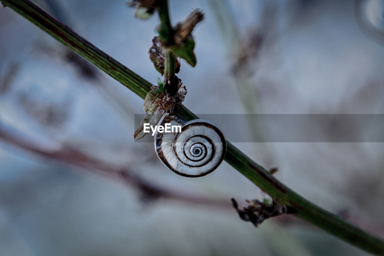 Close-up of snail on plant