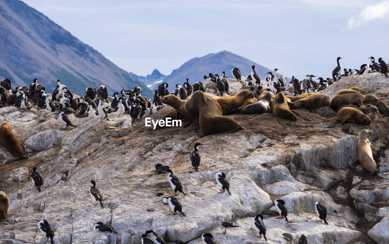 large group of animals, animal themes, wildlife, animal wildlife, animal, group of animals, colony, bird, nature, mammal, penguin, sea, environment, no people, land, water, landscape, mountain, cloud, travel destinations, beach, day, flock of birds, rock, beauty in nature, sea lion, outdoors, cold temperature, sky, snow, travel, scenics - nature, herd