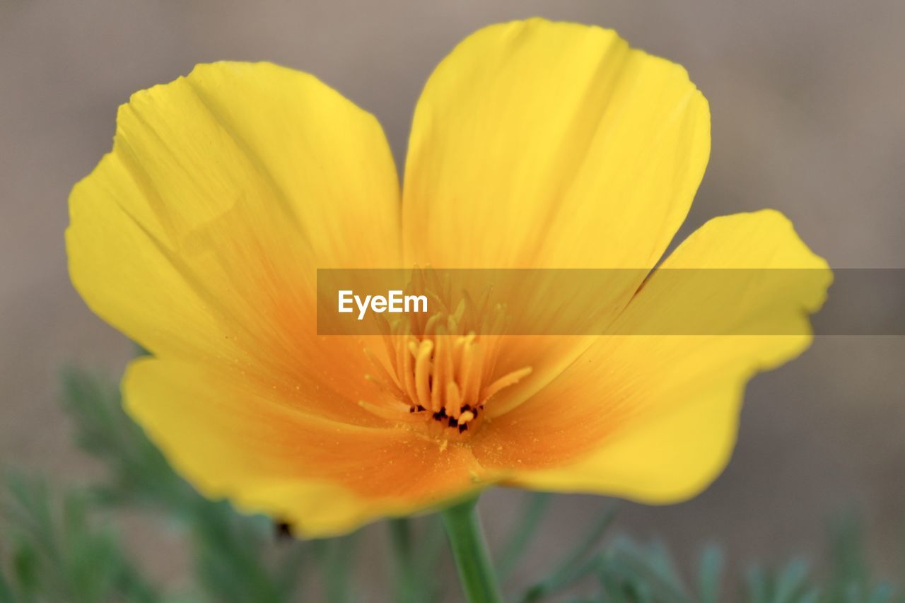 flower, flowering plant, plant, freshness, beauty in nature, yellow, close-up, fragility, petal, flower head, inflorescence, growth, macro photography, nature, plant stem, no people, blossom, focus on foreground, selective focus, botany, outdoors, pollen, springtime, vibrant color, wildflower, macro