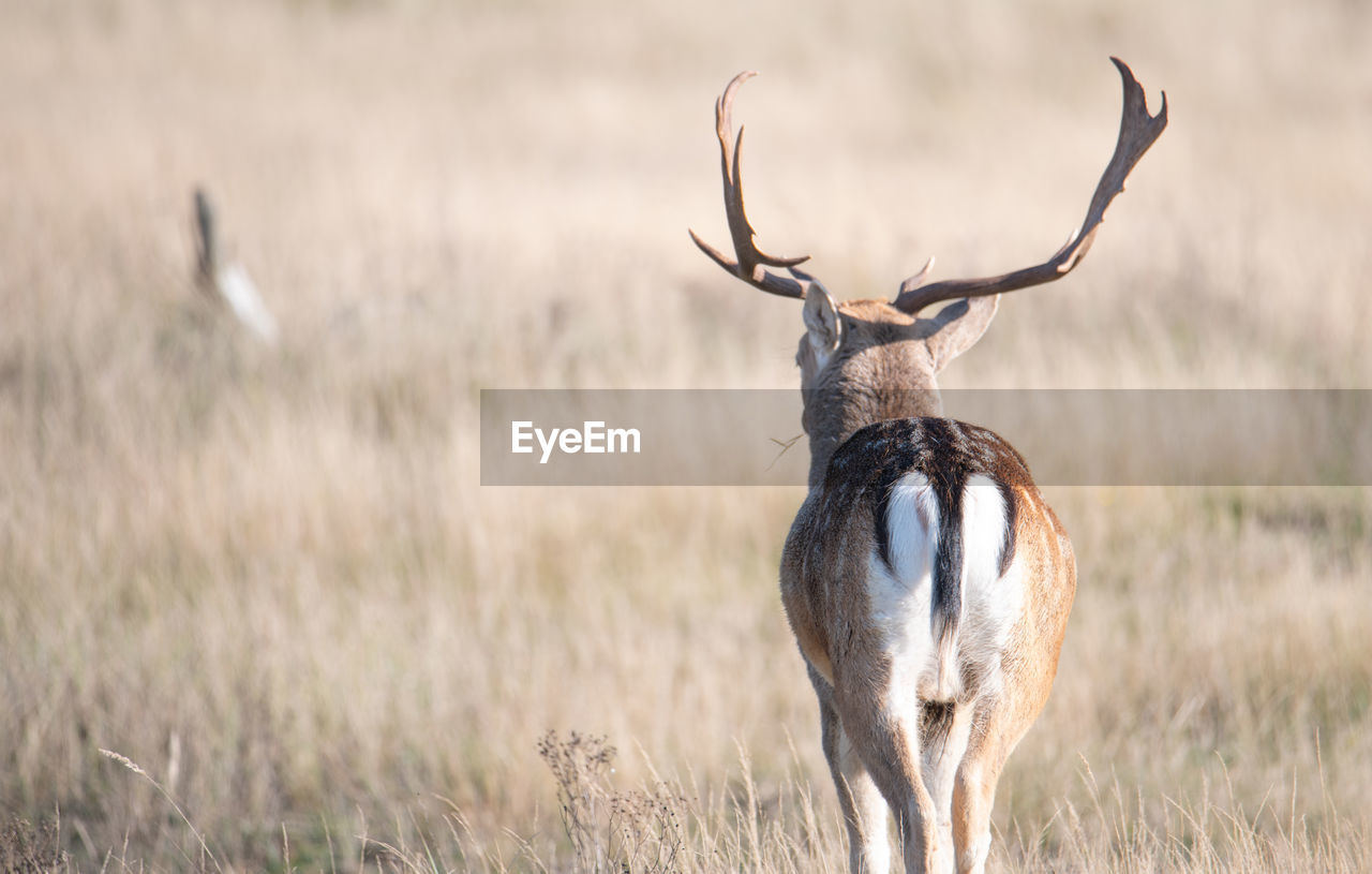 Deer in the field