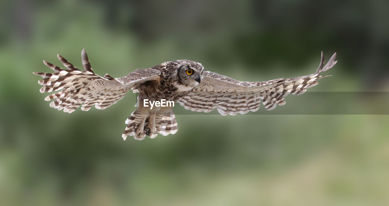 Close-up of owl flying against blurred background