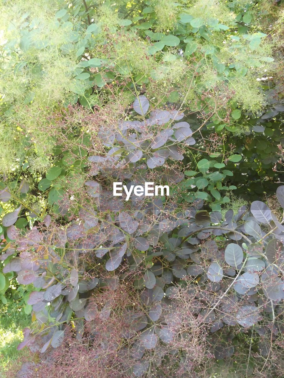 PLANTS GROWING ON TREE