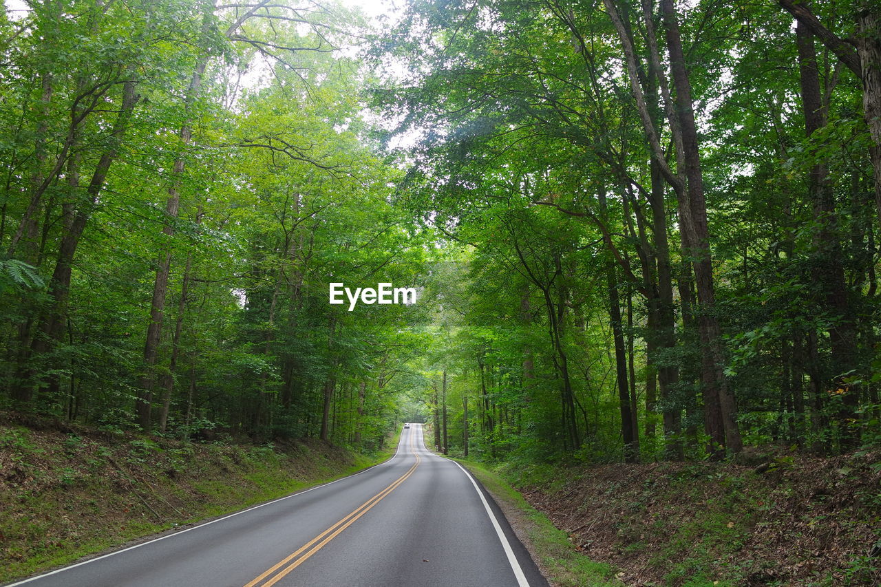 Road amidst trees in forest