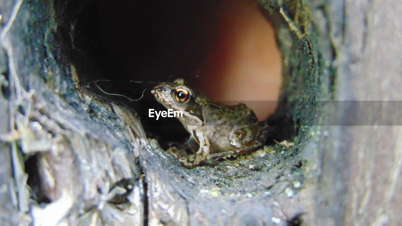 CLOSE-UP OF FROG IN TREE