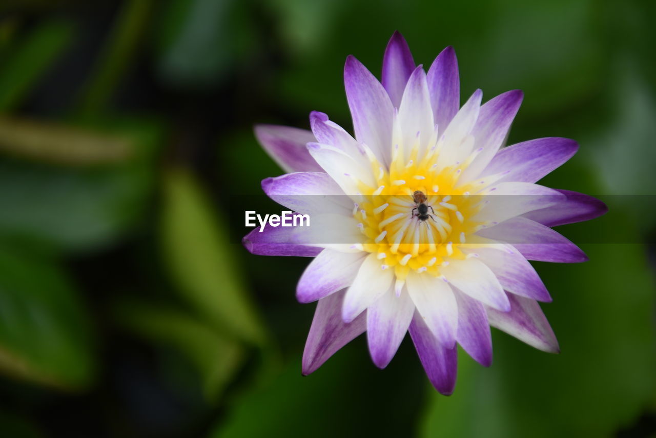 flower, flowering plant, plant, freshness, beauty in nature, petal, flower head, fragility, inflorescence, close-up, macro photography, nature, purple, growth, pollen, focus on foreground, no people, yellow, blossom, water lily, pink, outdoors, springtime, botany, plant stem, water, daisy