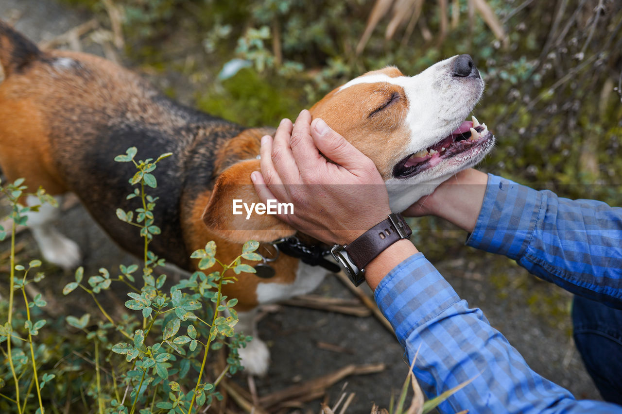 Human and the animal connection. the concept of trust and friendship.