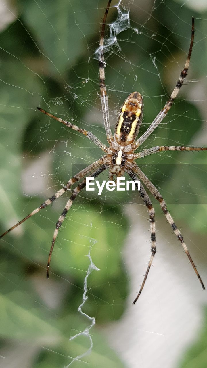 Close-up of spider on web