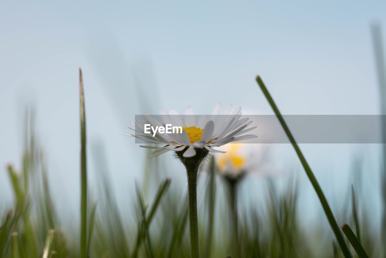 Close-up of yellow flowering plants on field