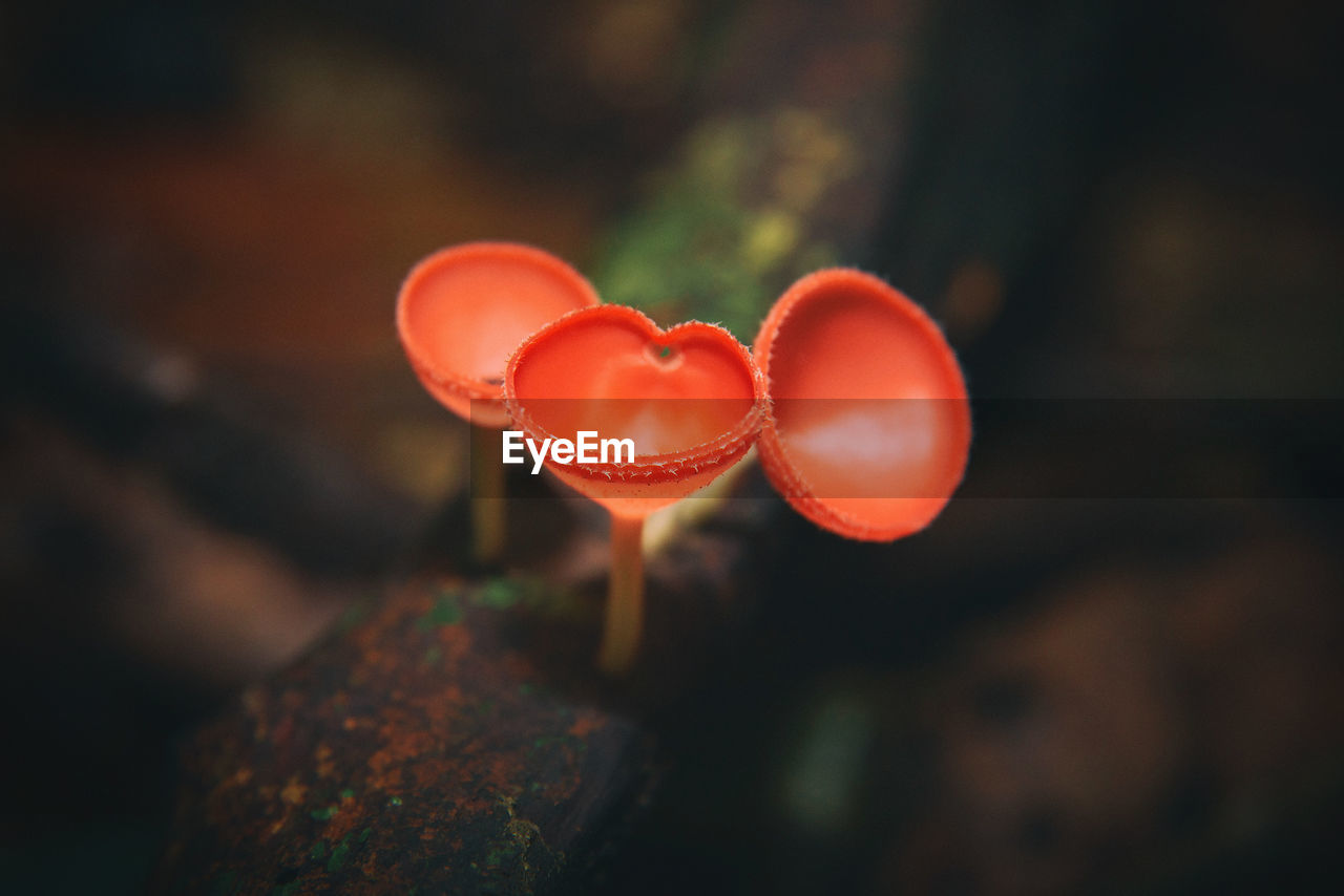 Close-up of mushroom growing outdoors