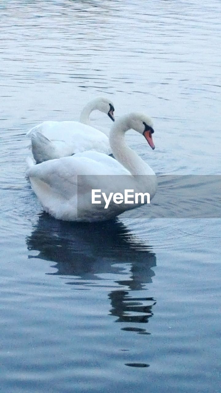 SWAN FLOATING ON LAKE