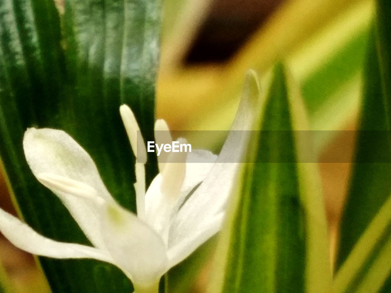 CLOSE-UP OF FLOWER