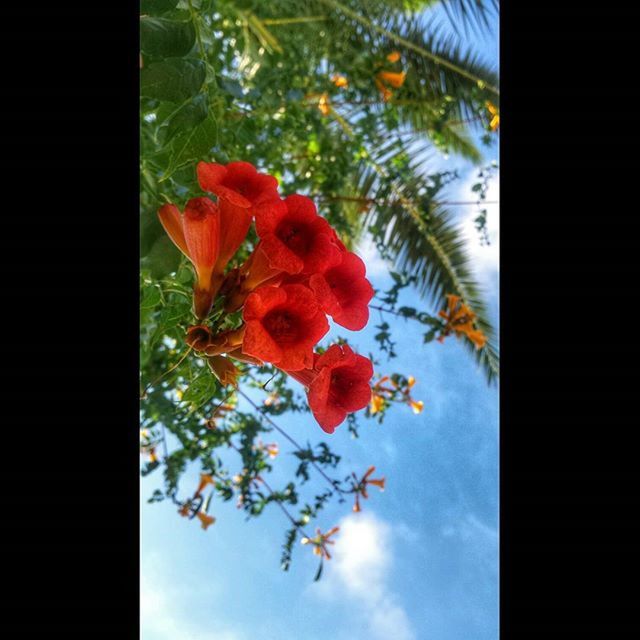 LOW ANGLE VIEW OF RED FLOWERS