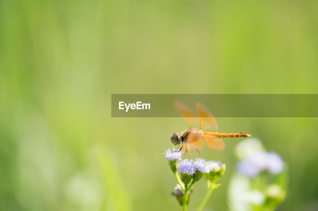 The image of a dragonfly on a flower island