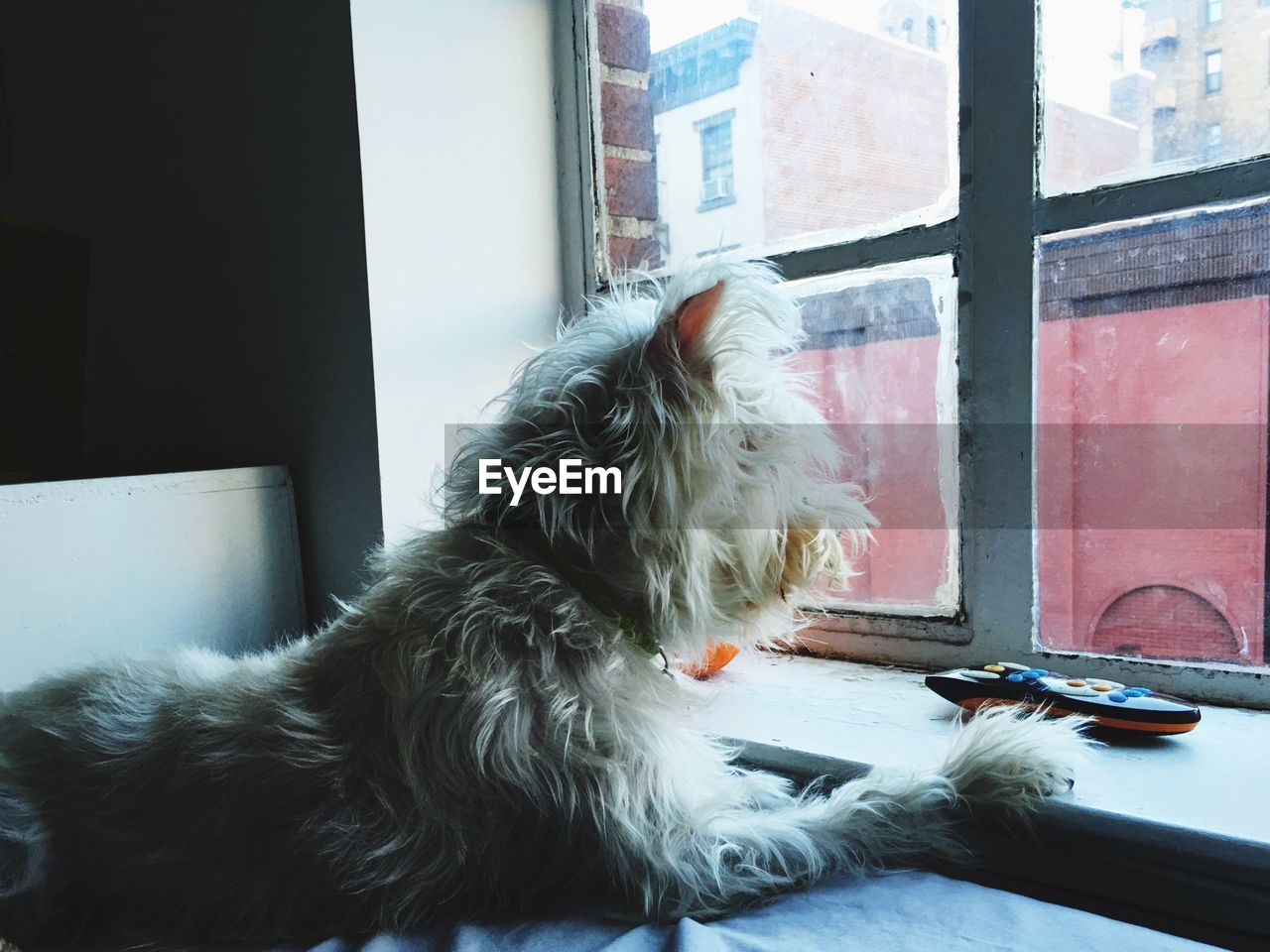 Dog looking through window at home