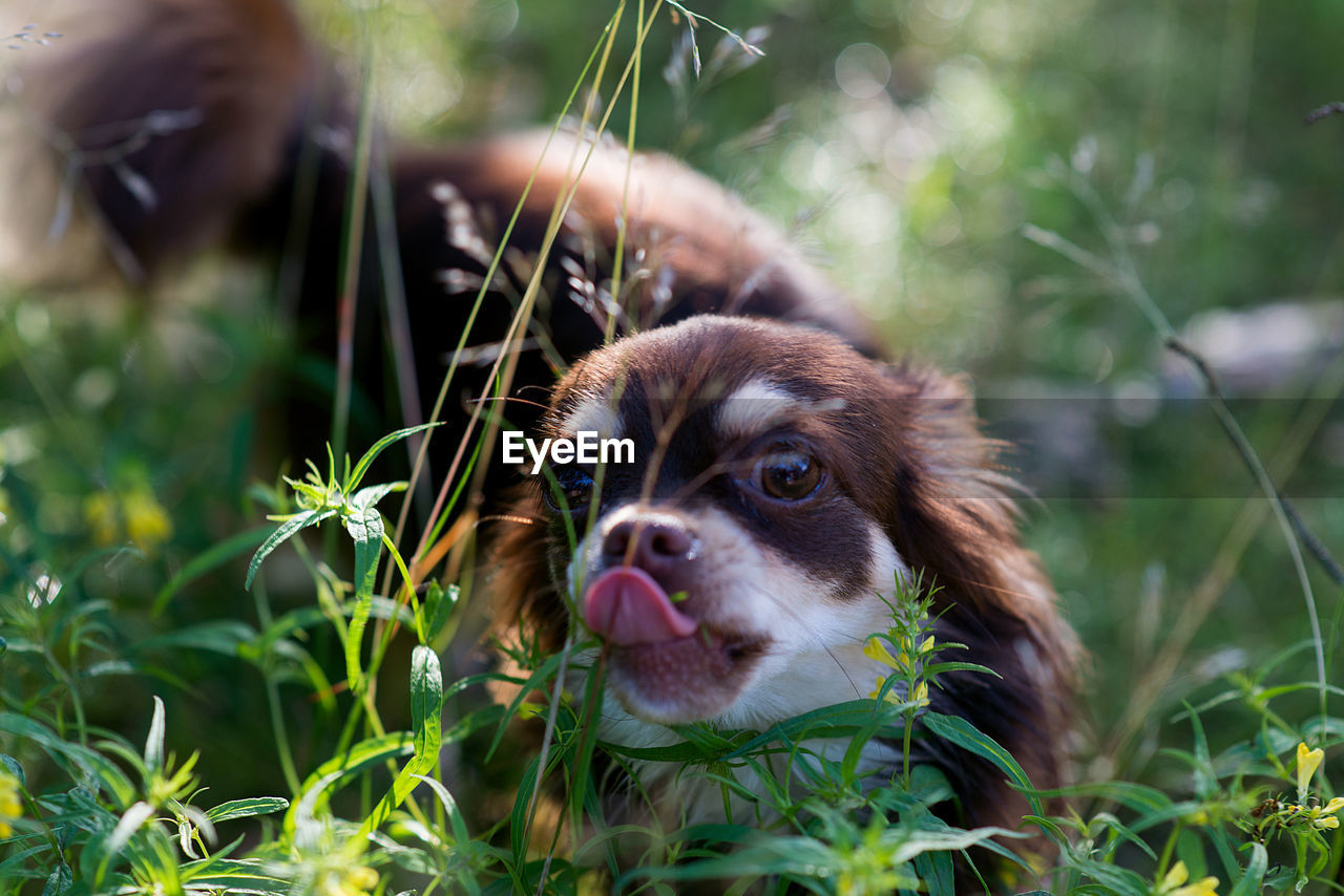 Portrait of chihuahua sticking out tongue by plants on field