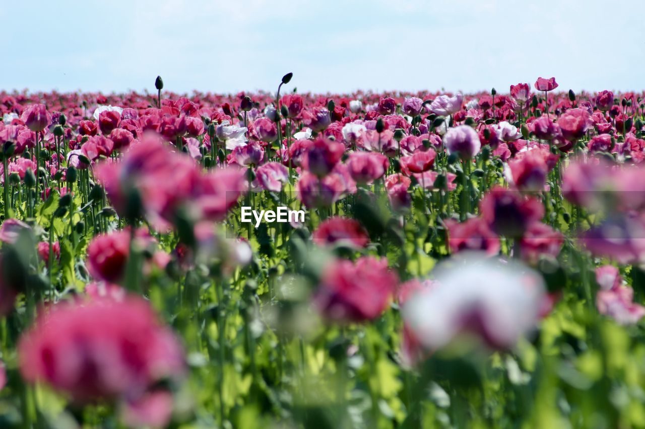 CLOSE-UP OF PINK FLOWERING PLANT ON FIELD