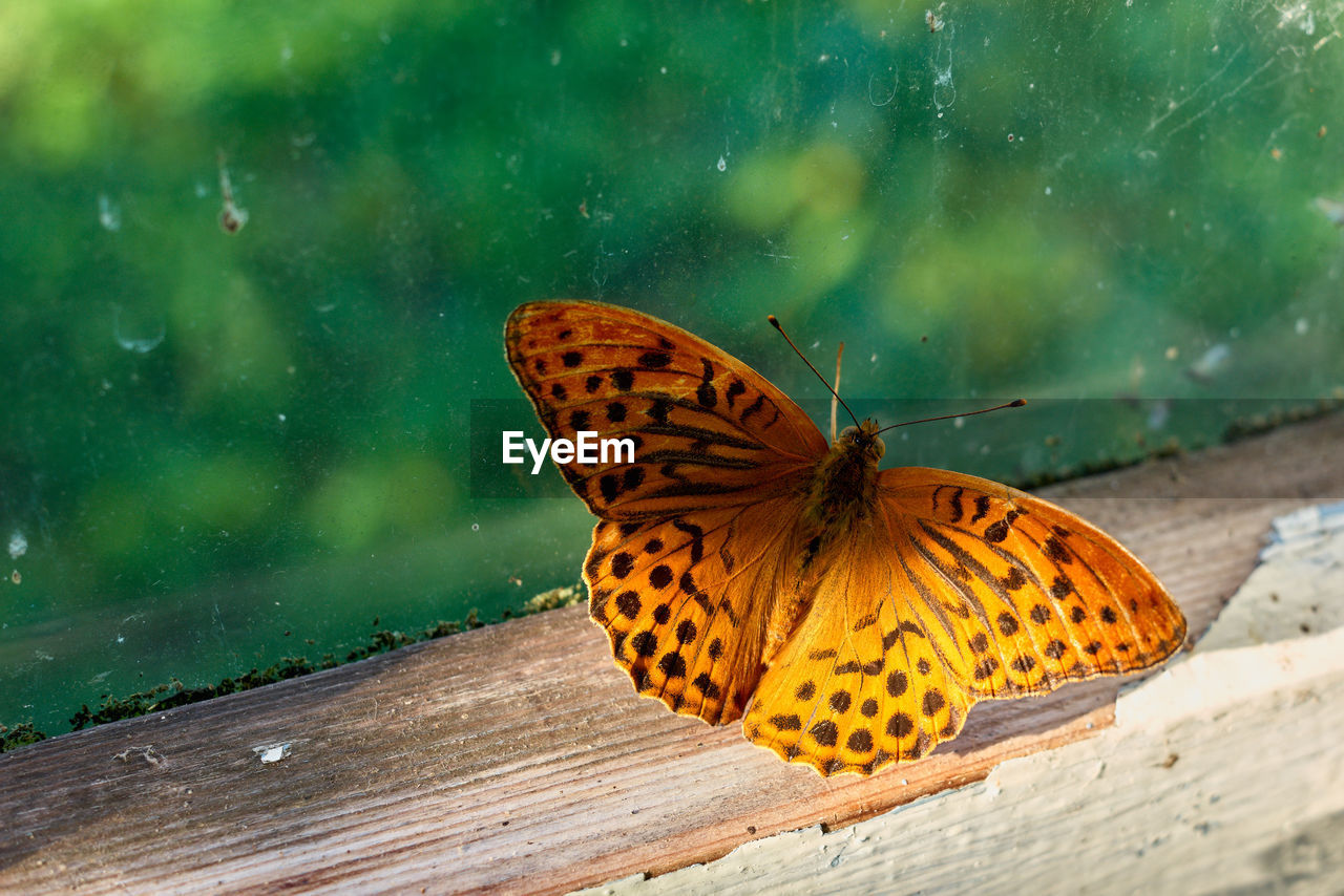 Close-up of an orange butterfly on a window in the sun with a soft green background
