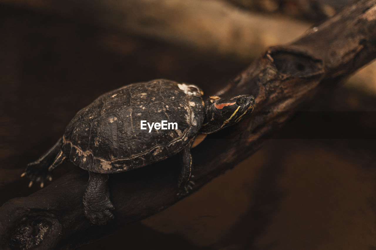 Close-up of turtle on wood