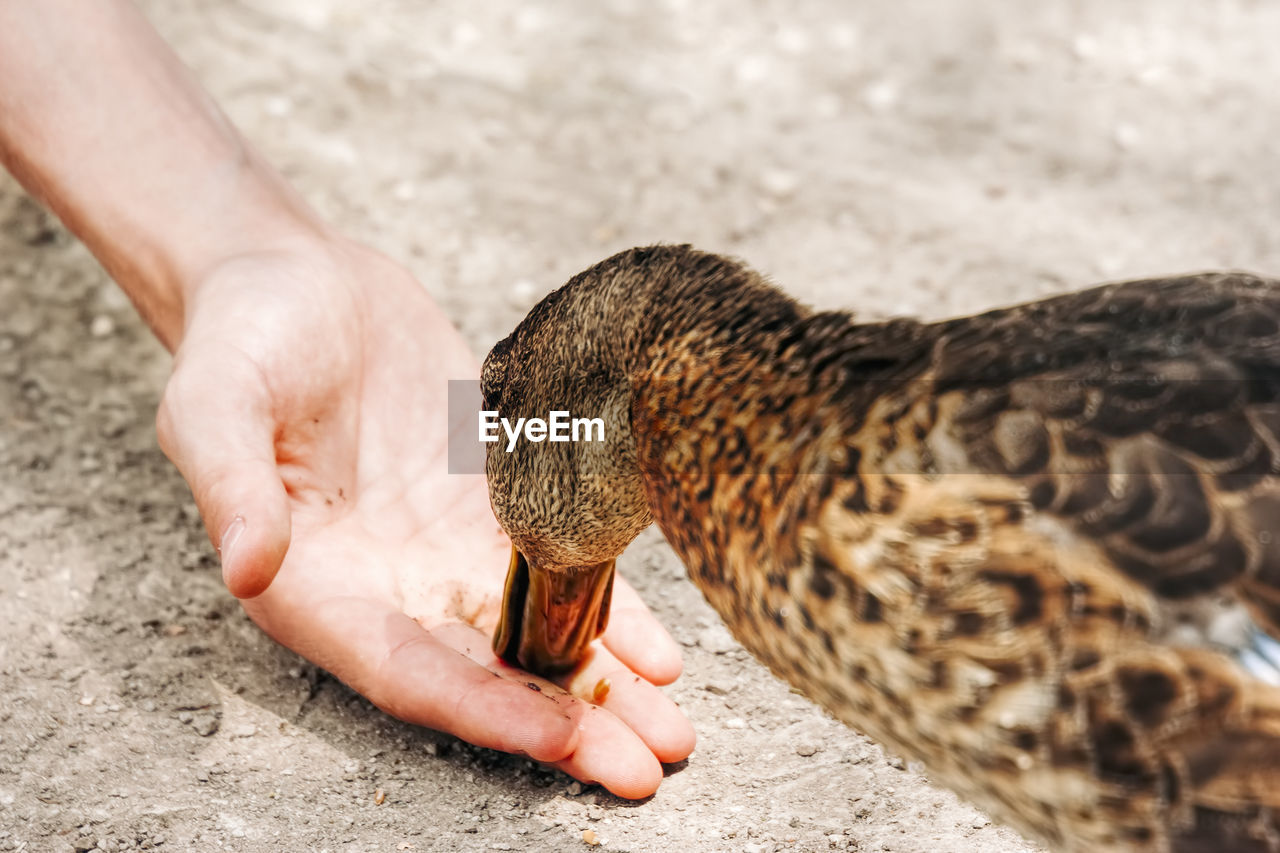 Cropped hand of person feeding duck