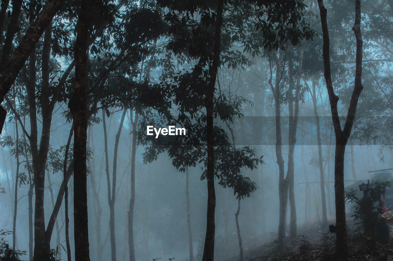 Trees in forest