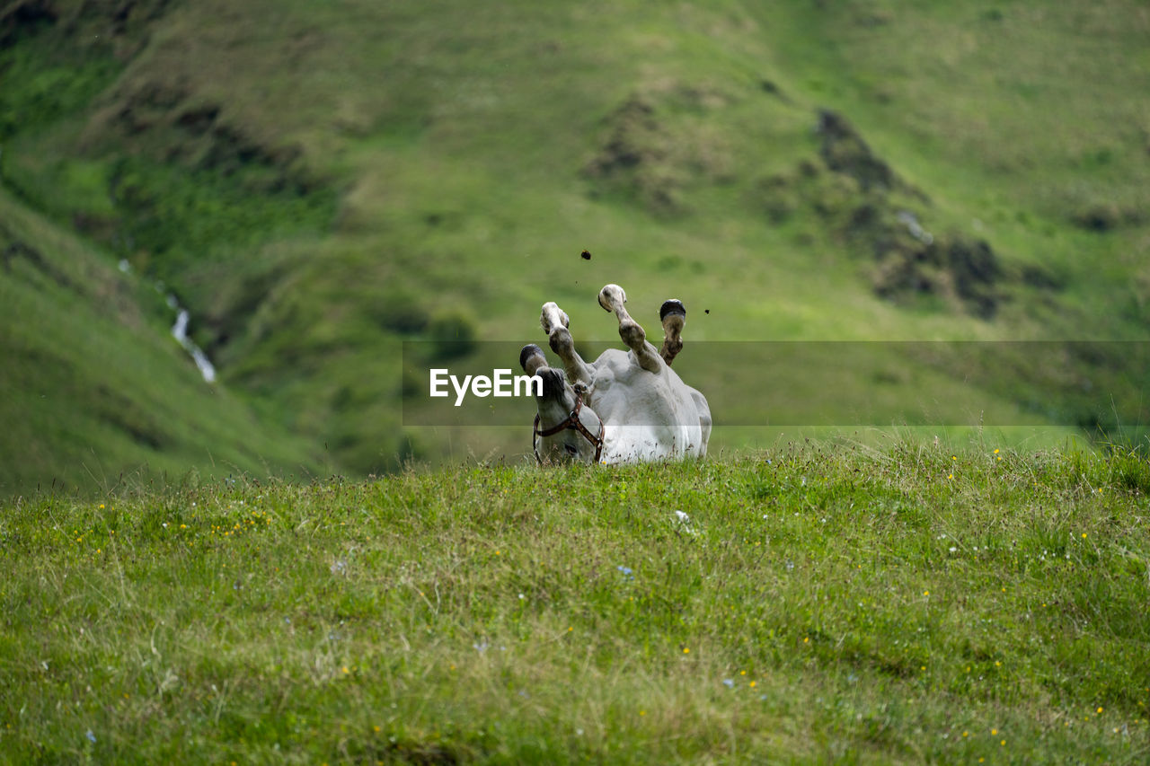 Horses in a field