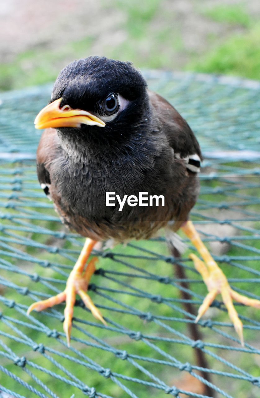 CLOSE-UP OF BIRD PERCHING ON A PLANT