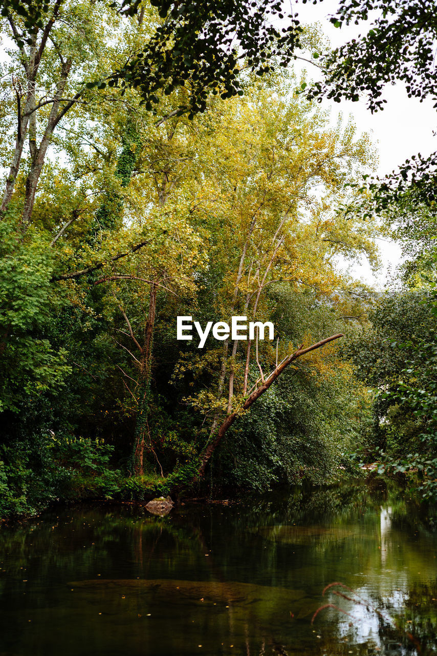 TREES AND PLANTS IN LAKE